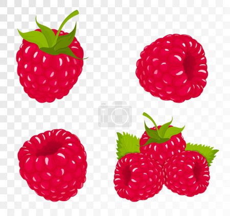 Illustration for Collection of ripe raspberries isolated on transparent background. Natural summer fruit, Flat vector illustration. Ingredient for juices, jams, yogurts, compotes. Mockup for package design - Royalty Free Image