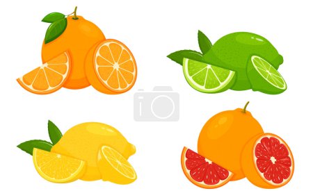 Zitruszitrone, Mandarine, Limette, Orange, Grapefruit - ganz, halbieren. Frisch saure Zitrusfrüchte mit Vitaminen. Zitrusfrüchte in Scheiben schneiden. Vektor-Illustration isoliert auf weißem Hintergrund