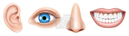Illustration for Realistic Human face parts or sensory organs set. Body parts Eye, Ear, Nose, Lip Vector isolated. Educational anatomy visual aid poster template.Human biology, organs anatomy. - Royalty Free Image