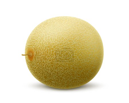 Téléchargez les illustrations : Fresh whole melon fruit isolated on white background. Honeydew melon. Summer fruits for healthy lifestyle. Advertising organic fruit. Realistic 3d Vector illustration for any design. - en licence libre de droit