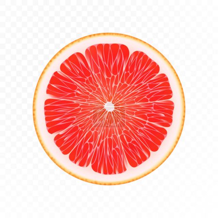 Grapefruit slice. Pink grapefruit round slice isolated on transparent background. Grapefruit pink. Realistic 3d vector illustration. Flat lay. Top view.
