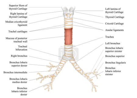 Ilustración de The structure of the human trachea. The hyoid bone. Adam's apple. Left and right bronchus. Thyroid cartilage. Vector illustration. - Imagen libre de derechos