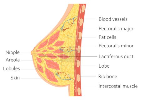 Brustdrüse. Vektorillustration, die einen Querschnitt der weiblichen Brust zeigt, mit den Namen der Bestandteile isoliert auf weißem Hintergrund.