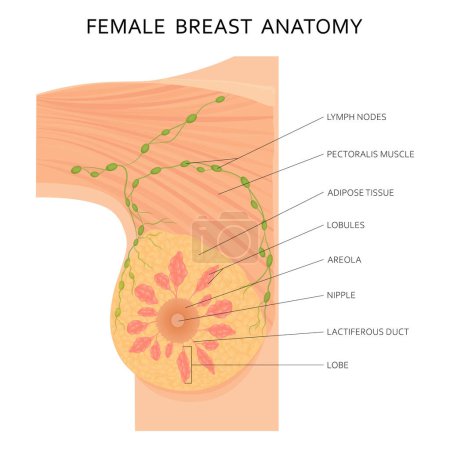 Weibliche Brustanatomie und axilläre Lymphknoten detaillierte farbenfrohe Illustration. Flache Bauweise.