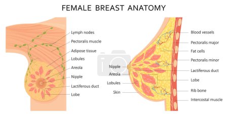 Ilustración de Mammary gland. Vector illustration showing cross section of female breast with the names of the constituent parts isolated on white background. - Imagen libre de derechos