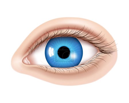 Ilustración de Vector 3d realistic human eye without makeup. Glossy blue iris with a macro details. Facial element on a skin background. Useful for design of laser vision correction and also make up, cosmetics. - Imagen libre de derechos