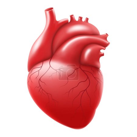 Ilustración de Human heart isolated on white background. Anatomically correct heart with venous system. Human body internal organs. Realistic 3d vector - Imagen libre de derechos