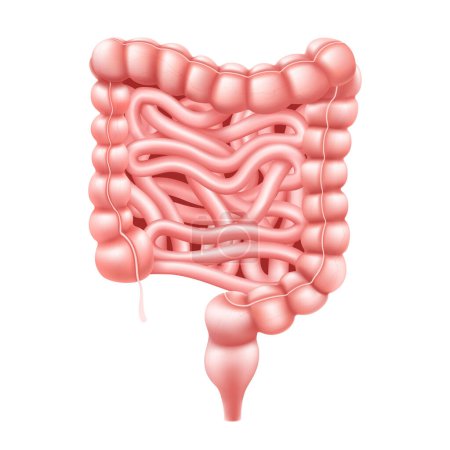 Illustration for Intestines. Realistic 3d vector illustration of small and large intestine. Human internal organ, digestive tract. Vector illustration isolated on white background. - Royalty Free Image