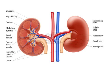 Ilustración de Diagram showing human kidney anatomy. Realistic 3d vector illustration isolated on white background - Imagen libre de derechos