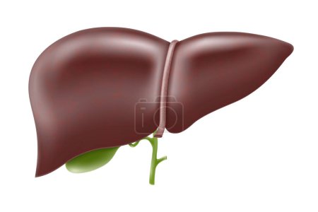 Realistic liver anatomy structure. Vector hepatic system organ, digestive gallbladder organ. Human liver for medical drugs, pharmacy and education design.