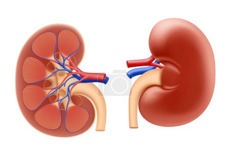 Ilustración de Human kidney. Internal organs anatomy. Urinary system. Realistic 3d Vector illustration. - Imagen libre de derechos