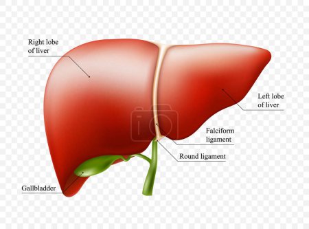 Estructura realista de la anatomía hepática. Órgano del sistema hepático vectorial, órgano de la vesícula digestiva. Hígado humano para medicamentos, farmacia y diseño educativo.