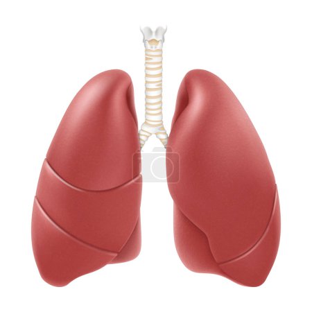 Téléchargez les illustrations : Human lungs anatomy structure. Realistic 3d vector illustration isolated on white background. Front view in detail. Right and left lung with trachea. Healthy lung. Respiration system organ. - en licence libre de droit