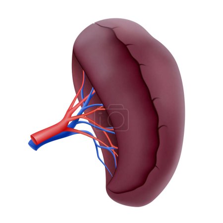 Ilustración de Human Spleen. Human Organs Collection, realistic 3d vector illustration, isolated on white background - Imagen libre de derechos