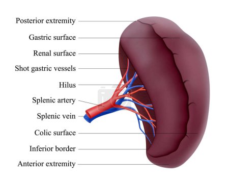 Ilustración de Human spleen anatomy. Unpaired parenchymal organ of the abdominal cavity. Gland. Splenic vein. Realistic 3d vector isolated illustration. - Imagen libre de derechos