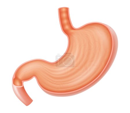 Téléchargez les illustrations : Cross section of stomach. Medical drawing. Healthy human stomach, isolated on white background. Digestive problems. Realistic 3d vector illustration - en licence libre de droit