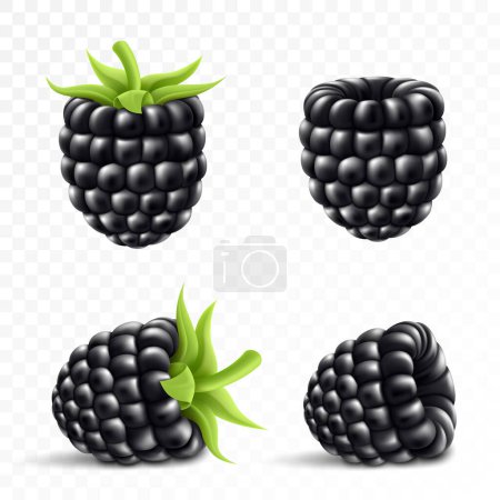 Téléchargez les illustrations : Blackberry. Des fruits doux. Forest Berry. Ensemble d'icônes vectorielles 3D. Illustration réaliste - en licence libre de droit