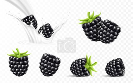 Téléchargez les illustrations : Whole and slice of blackberry. Blackberry in a splash of milk or yogurt, 3d realistic isolated vector set - en licence libre de droit