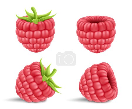 Téléchargez les illustrations : Collection of ripe raspberries isolated on background. Natural summer fruit, realistic 3d vector illustration. Ingredient for juices, jams, yogurts, compotes. Mockup for package design - en licence libre de droit
