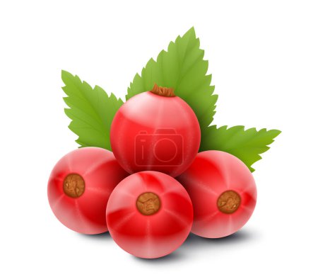 Red currant. Realistic 3d vector illustration of berries and green leaves, isolated on white background.
