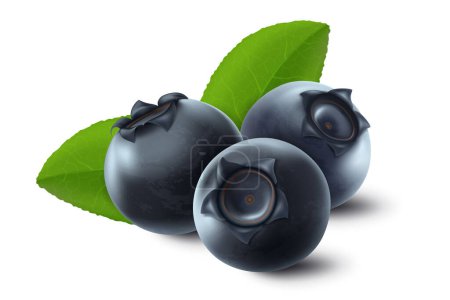 Téléchargez les illustrations : Vector 3d realistic raw blueberry with green leaves, isolated on white background. Ripe berries full of nutritions and vitamins, juicy fresh cooking ingredient. - en licence libre de droit