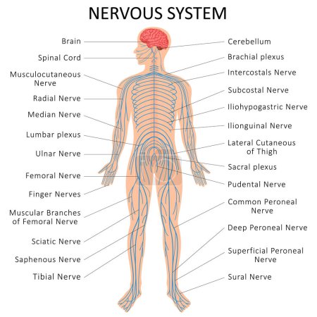 Téléchargez les illustrations : Human nervous system. Medical Education Chart of Biology for Nervous System Diagram. Vector illustration - en licence libre de droit