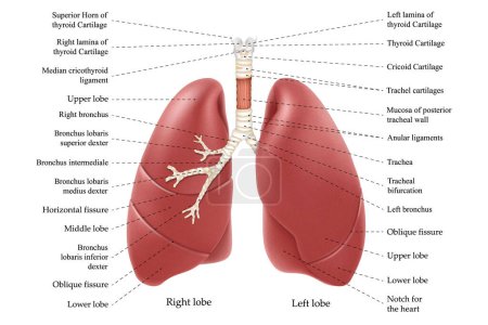Lungs anatomy with inscription. Internal organs of the human body isolated on white background. Respiratory system realistic 3d vector illustration for medicine, healthcare and science.