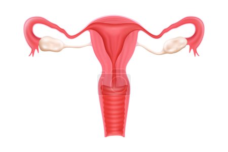 Illustration for Female healthy reproductive system. Uterus isolated on a white background. Human internal organ. Realistic 3d vector design illustration. - Royalty Free Image