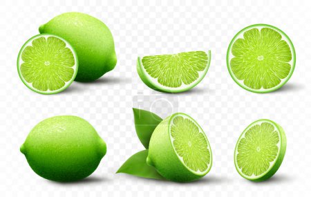 Illustration for Set of fresh Lime. Whole, half, cut slice lime fruits isolated on transparent background. Summer citrus for healthy lifestyle. Organic fruit. Realistic 3d Vector illustration for any design. - Royalty Free Image