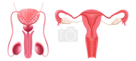 Téléchargez les illustrations : Realistic set of male and female human reproductive system. isolated on white background. Realistic 3d vector illustration - en licence libre de droit