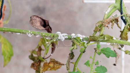 Photo for Close up of a Mealybug infestation growth of tomato plant. - Royalty Free Image