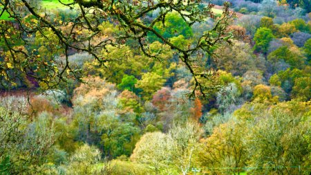 Photo for Autumn colours on the mountains of the Brecon Beacon's around Tal-y-Bont on Usk. The multi coloured leaves of the deciduous trees stand out against the evergreen trees  and grassy fields and hilltops. - Royalty Free Image