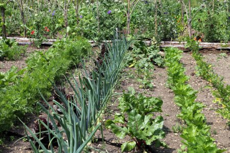 Rows of young onion, beetroot, carrot, celery plants growing in an allotment .
