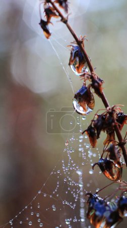 Téléchargez les photos : Grandes gouttes de rosée matinale rétro-éclairées et toile d'araignée. - en image libre de droit