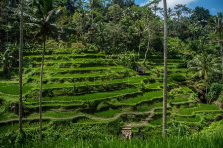 The Tegallalang Rice Terraces in Bali