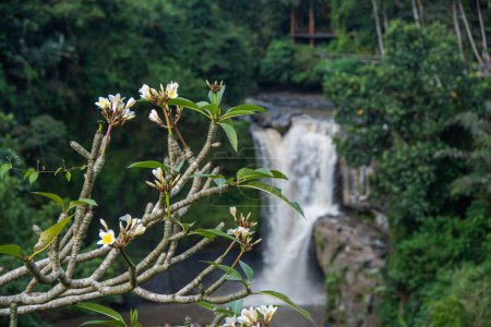 Téléchargez les photos : Floraison de fleurs frangipani devant la cascade Tegenungan à Bali (accent sur les fleurs) - en image libre de droit