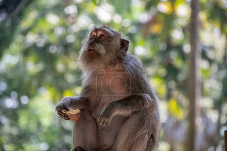 Téléchargez les photos : Un macaque à longue queue tient une patate douce dans sa main - en image libre de droit