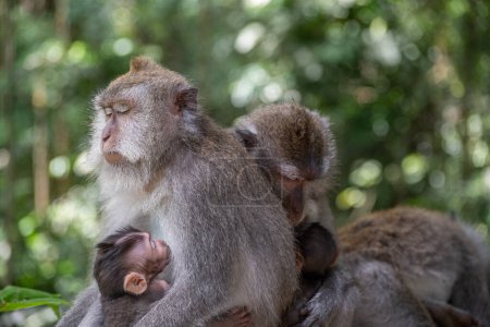 Téléchargez les photos : Mères macaques à longue queue avec leurs enfants - en image libre de droit