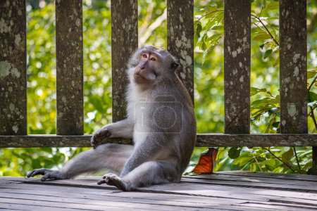 Photo for A long-tailed macaque sits on the ground - Royalty Free Image