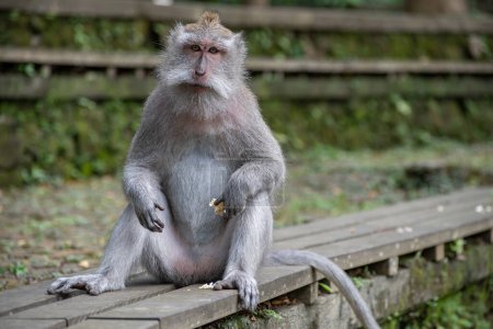 Photo for A long-tailed macaque holds a sweet potato in its hand - Royalty Free Image