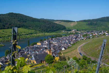 The view of the Moselle, vineyards and the small town of Zeltingen-Rachtig