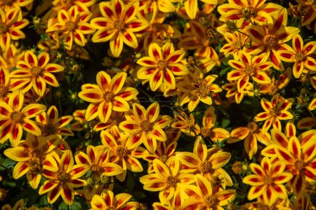 A close-up view of an insect-friendly flower with bright blooms