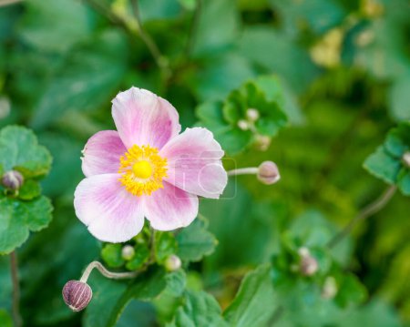 Téléchargez les photos : Belle fleur rose d'anémone Eriocapitella tomentosa près dans un jardin montrant les étamines jaunes et pistil - en image libre de droit