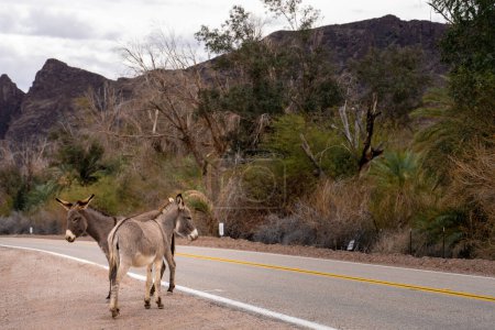 Foto de Wild Burros se adentra en la carretera Parker Dam Road. El camino está en el lado californiano del río Colorado - Imagen libre de derechos