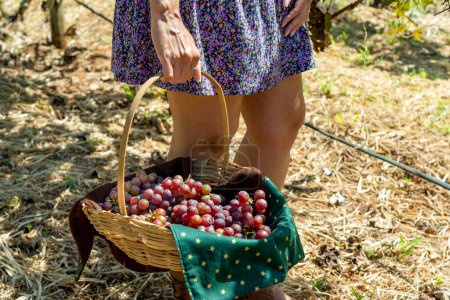 Photo for Woman wearing grape-colored dress holding basket with bunches of fresh grapes picking grapes in the vineyard. - Royalty Free Image
