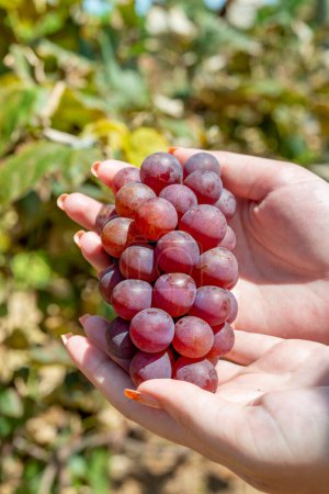 Photo for Woman's hands holding a freshly picked bunch of grapes with a view of the perreiral in the background - Royalty Free Image