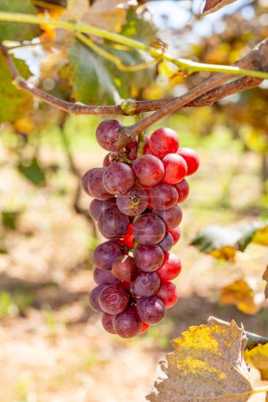 Photo for Bees on ripe red grapes on vineyards in autumn harvest. Ripe grapes on vineyard - Royalty Free Image