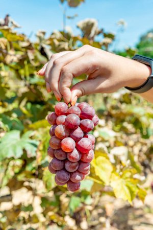 Photo for Woman's hands holding a freshly picked bunch of grapes with a view of the perreiral in the background - Royalty Free Image