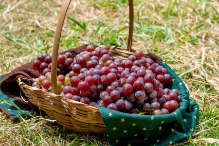 Photo for Basket of grapes on the grass in the vineyard, harvest - Royalty Free Image