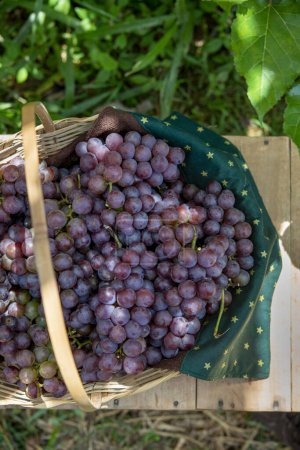 Photo for Grapes in a basket on a table in a vineyard, top view - Royalty Free Image